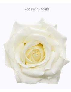 Inocencia White Roses | Pure White Premium Roses Wholesale