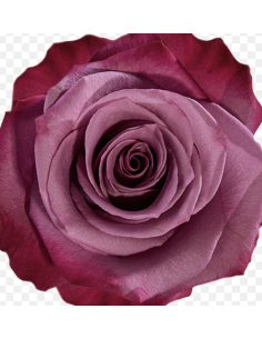 Violet Hill Lavender Roses | Soft Lavender Premium Roses Wholesale