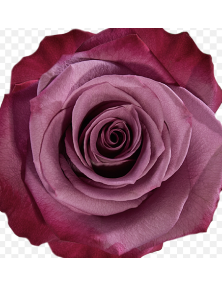 Violet Hill Lavender Roses | Soft Lavender Premium Roses Wholesale