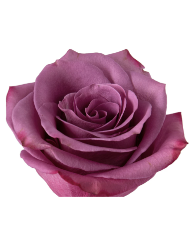 Violet Hill Lavender Roses | Soft Lavender Premium Roses Wholesale