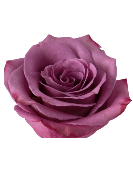 Violet Hill Lavender Roses | Soft Lavender Premium Roses Wholesale