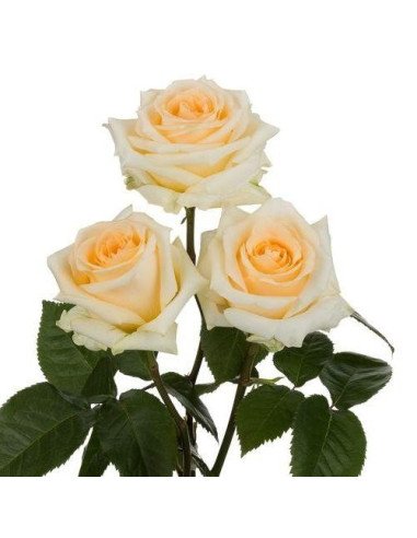 Creme de la creme Roses Creme de la creme Roses
