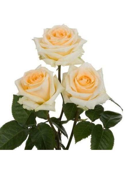 Creme de la creme Roses