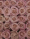 Hermosa Pink Rose