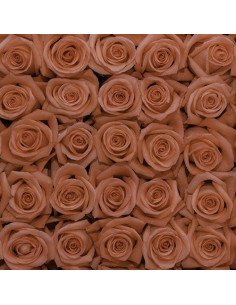 Movie Star Coral  Roses 2