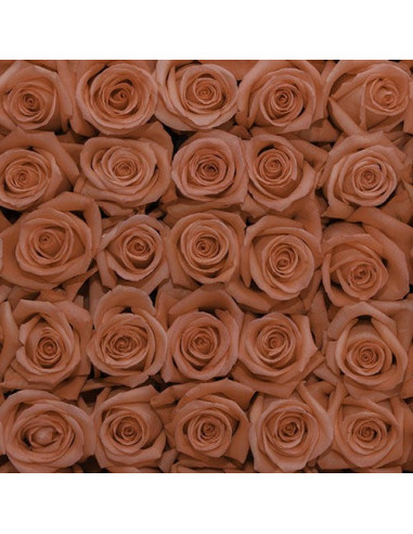 Movie Star Coral  Roses Movie Star Coral  Roses