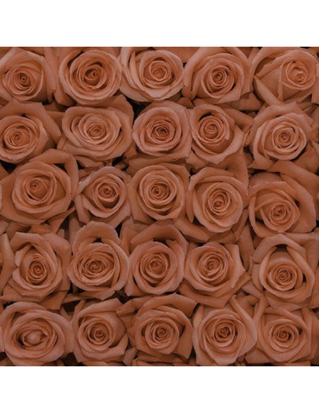 Movie Star Coral  Roses