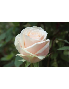 Emely Pink Rose
