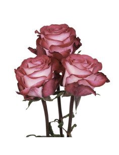 Riveria Hot  Pink Rose