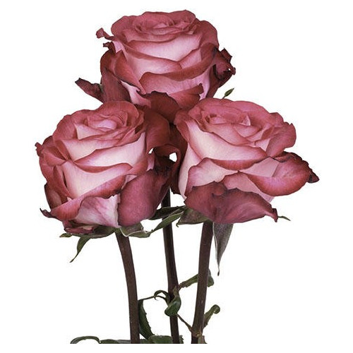 Riveria Hot  Pink Rose 50 / 75 / 100 / 200 stems