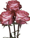 Riveria Hot  Pink Rose