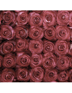 Riveria Hot  Pink Rose 2