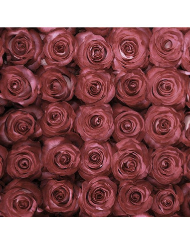 Riveria Hot  Pink Rose