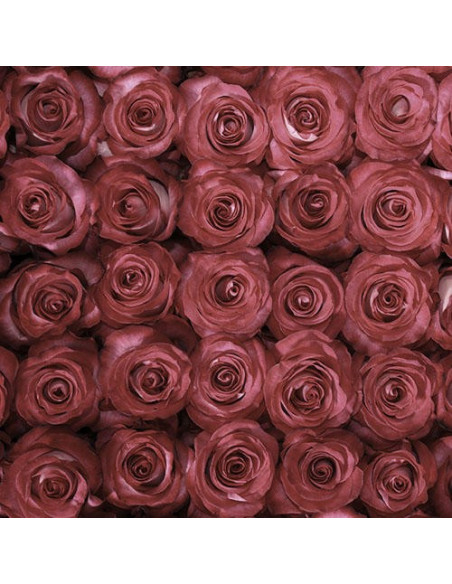 Riveria Hot  Pink Rose
