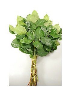 Salal / Salal Tips 2