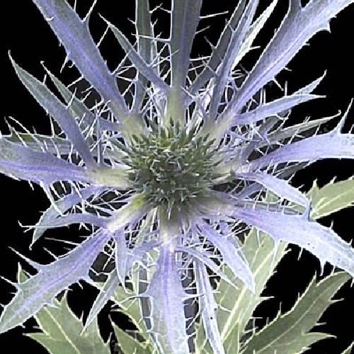 Eryngium Blue Bell By the Box 16 bunches