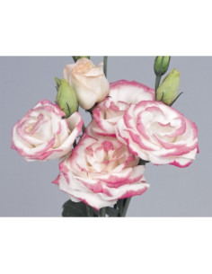 Lisianthus – Wholesale & Bulk (15 Bunches) 2
