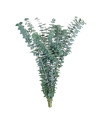 Eucalyptus Baby Blue