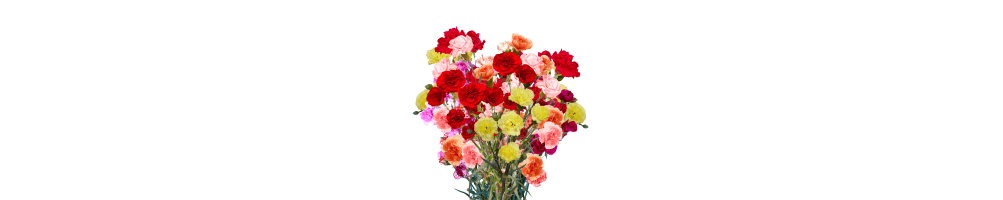 Mini Carnations