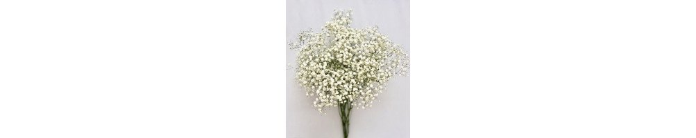 Gypsophilia / Babies Breath