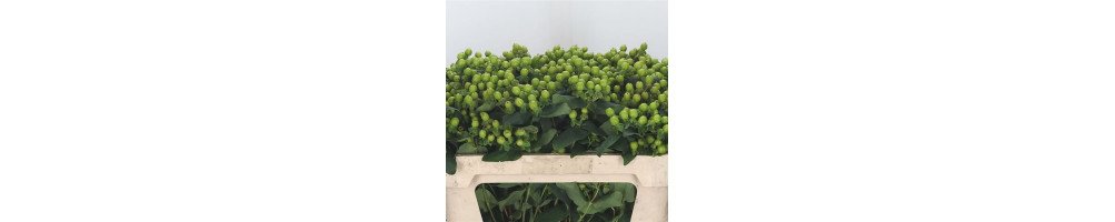 Hypericum