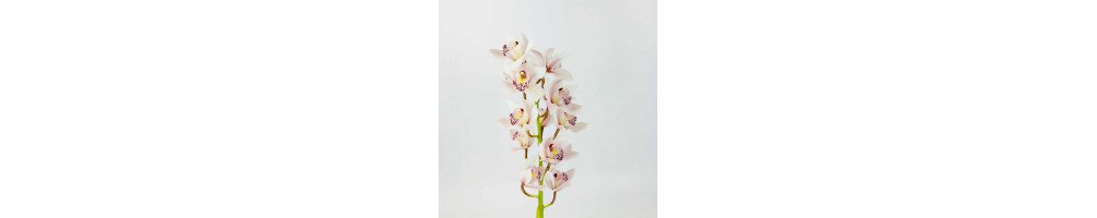 Wholesale Cymbidium Orchids