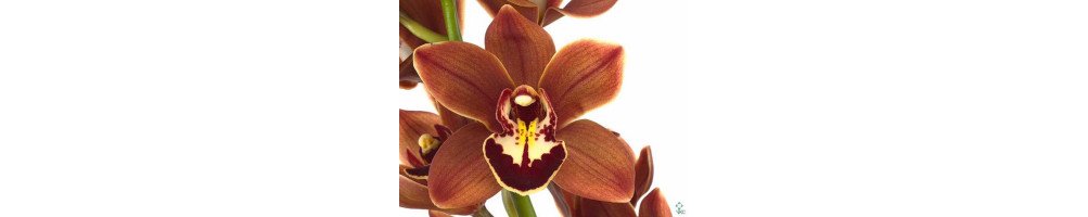 Wholesale Mini Cymbidium Orchids