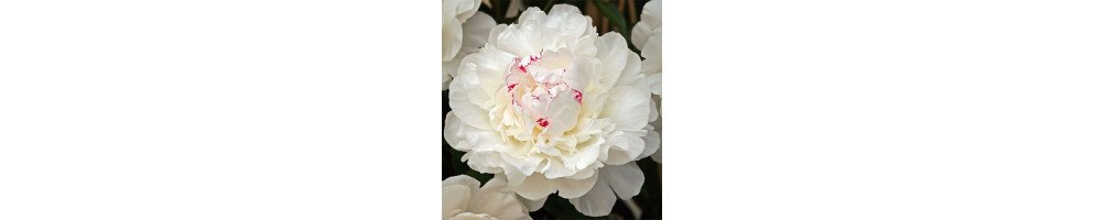 Peonies