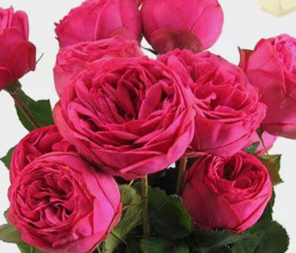 ? Designer Spotlight: Dark Pink Piano Garden Rose — A Ruffled, Romantic Showstopper for Spring