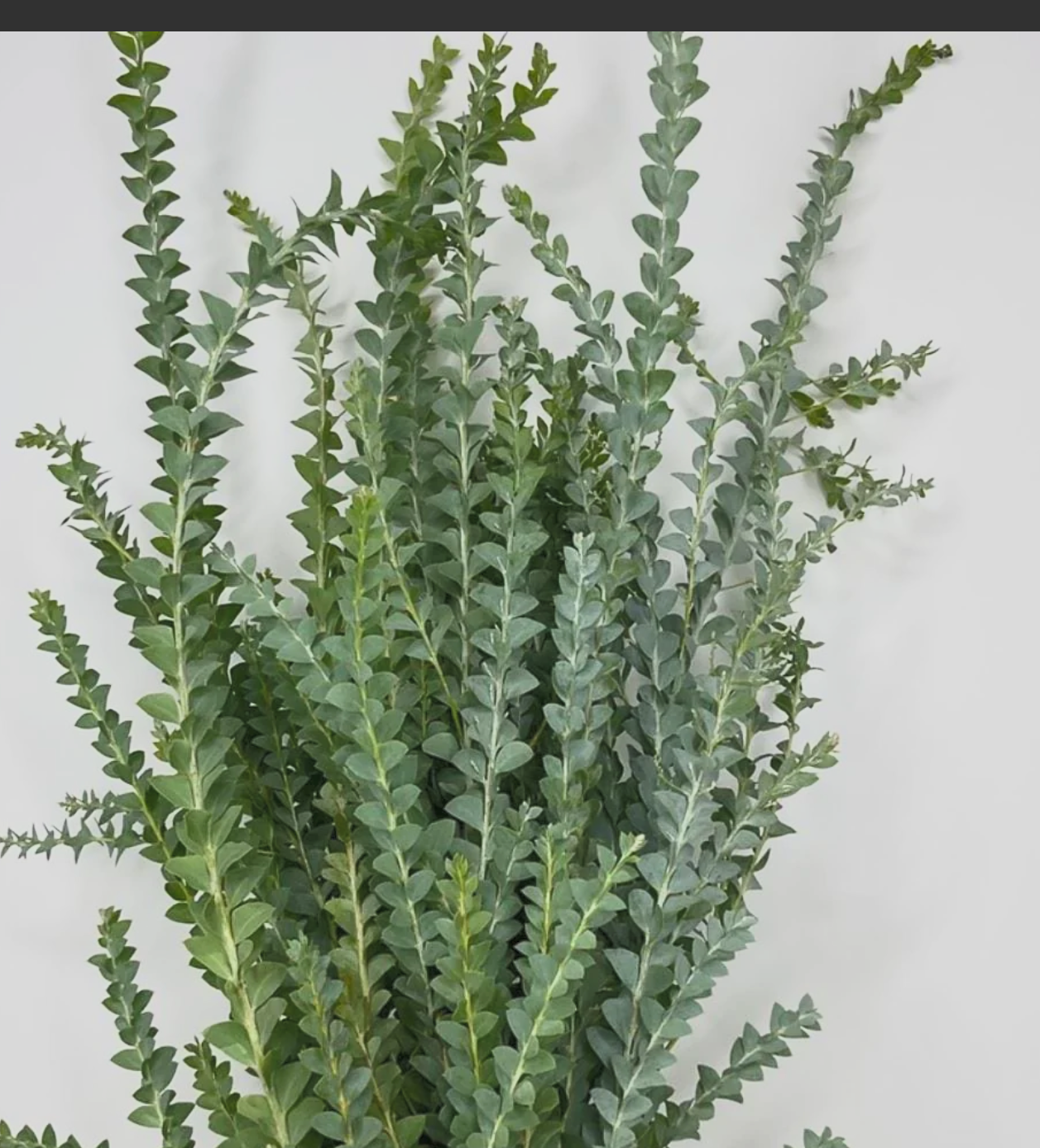 Today’s Floral Trend Report: Why Designers Are Reaching for Movement, Texture & Soft Color