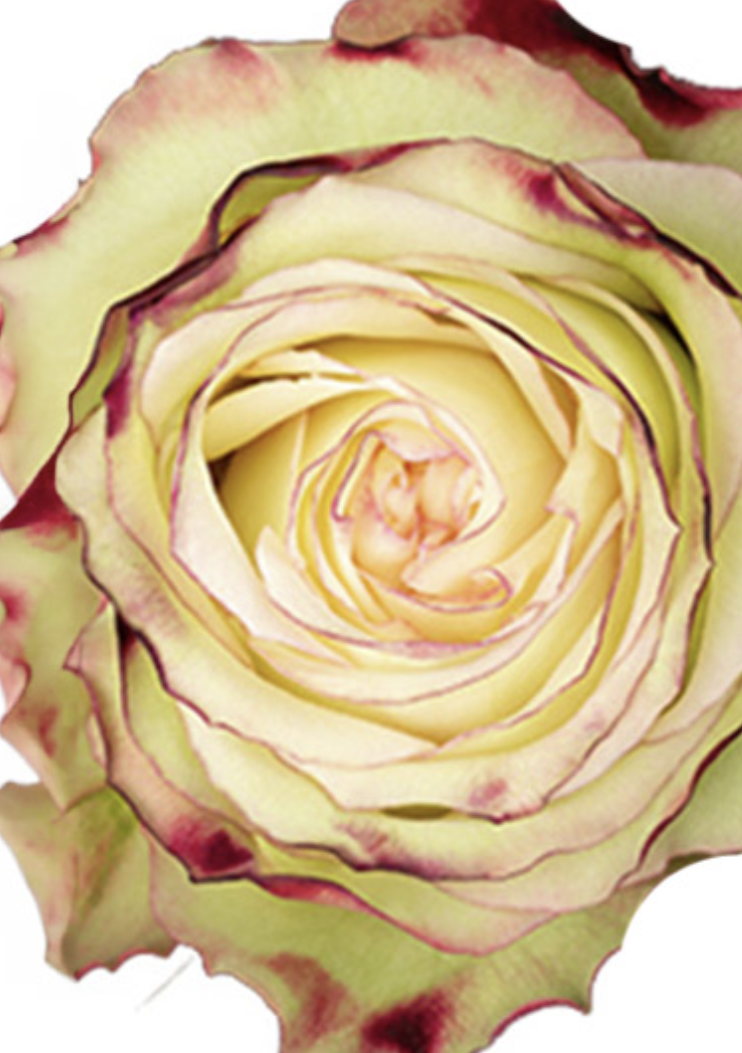 Mid‑Week Movers: The Stems Designers Are Ordering Right Now