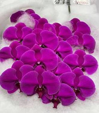 What Makes a Flower "Event-Ready"? 5 Reasons It Matters for Designers