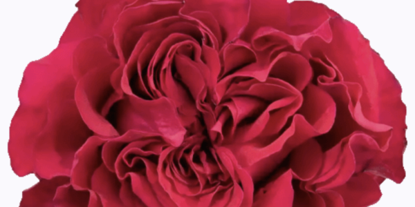 Role of Floral Wholesalers: Powering the Flower Trade