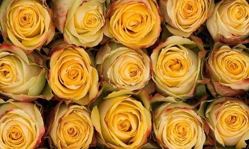 Why Use Wholesale Florals