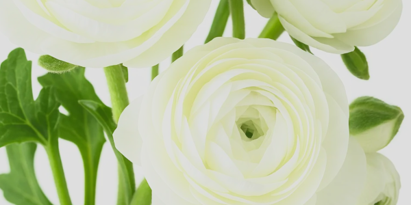 Why White Ranunculus Remain a Designer Favorite for 2026 Weddings & Events