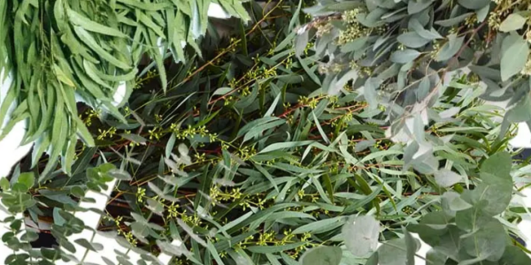 🌿 The Ultimate Valentine’s Day Greenery: Why Florists Love Our Eucalyptus Mixed Box