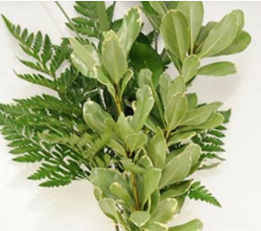 💸 48 Hours Only: $25 Off $100+